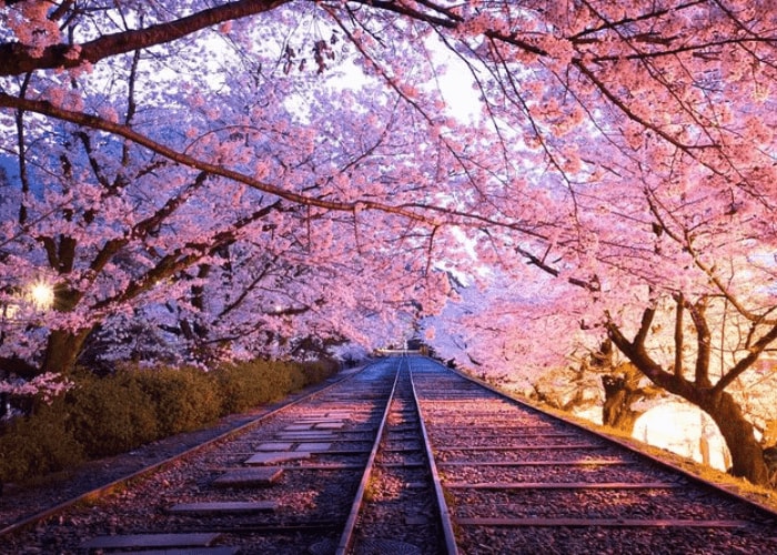 Cherry Blossom Tours in Japan